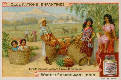 Mexican Children Gathering the Pineapple Harvest by European School